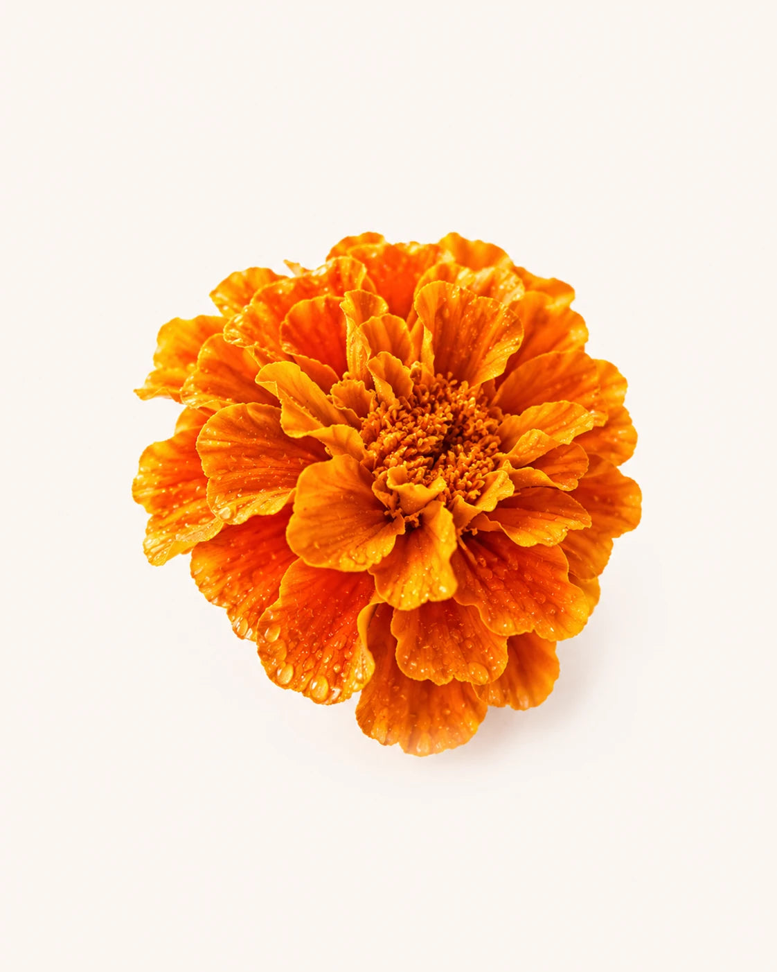 A marigold flower, the source of lutein and zeaxanthin