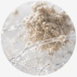 Illustration of more pronounced collagen clumping