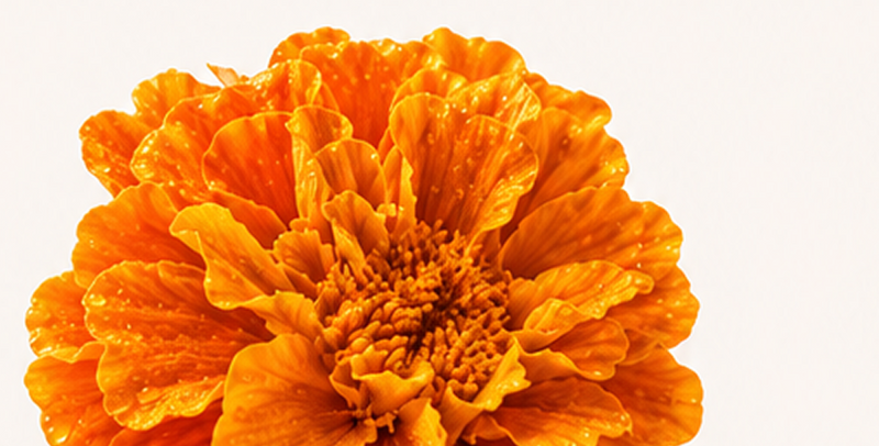 Lutein + Zeaxanthin