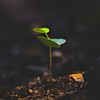 a green sprout in soil